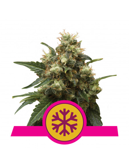 ICE Feminizada - Royal Queen Seeds
