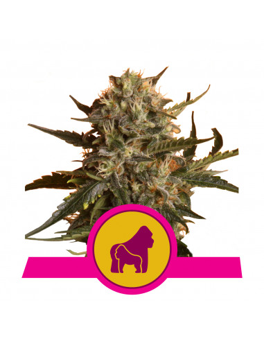 Mother Gorilla Feminizada - Royal Queen Seeds