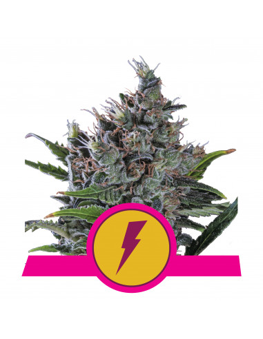 North Thunderfuck Feminizada USA - Royal Queen Seeds
