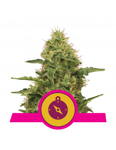 Northern Light Feminizada - Royal Queen Seeds