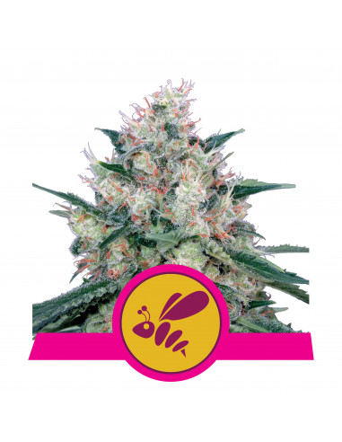 Honey Cream (Fast Flowering) - Royal Queen Seeds