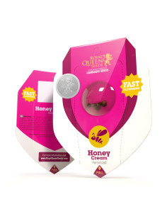 Honey Cream (Fast Flowering) - Royal Queen Seeds 2