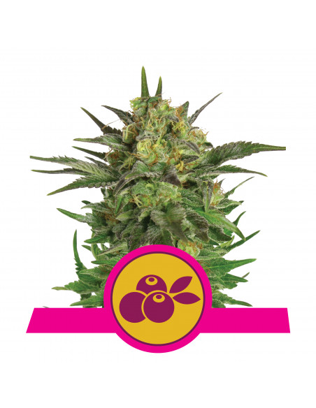 Haze Berry Feminizada - Royal Queen Seeds