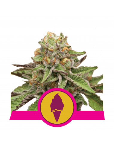 Green Gelato Feminizada USA - Royal Queen Seeds