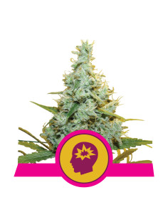 AMG Feminizada - Royal Queen Seeds