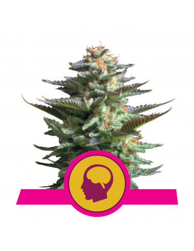 Amnesia Haze Feminizada - Royal Queen Seeds