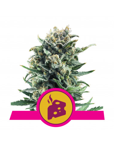 Blue Cheese Feminizada - Royal Queen Seeds