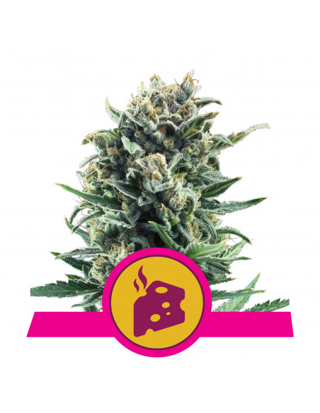 Blue Cheese Feminizada - Royal Queen Seeds