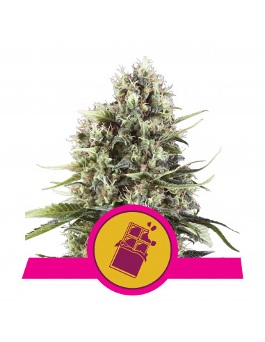 Chocolate Haze Feminizada - Royal Queen Seeds