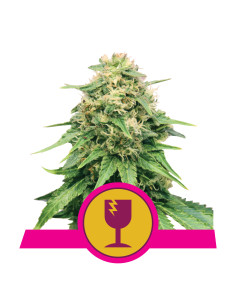 Critical Feminizada - Royal Queen Seeds