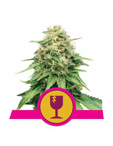 Critical Feminizada - Royal Queen Seeds