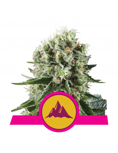 Critical Kush Feminizada - Royal Queen Seeds