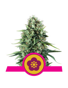Power Flower Feminizada - Royal Queen Seeds