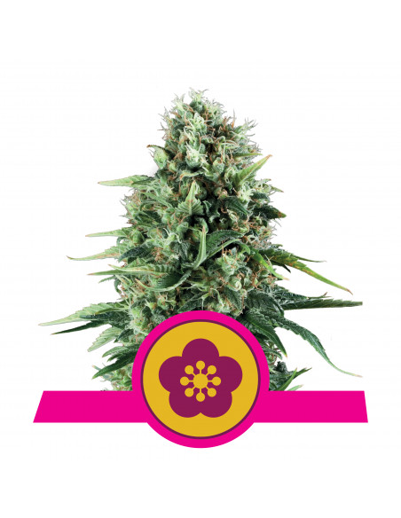 Power Flower Feminizada - Royal Queen Seeds