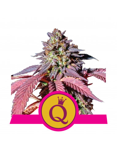 Purple Queen Feminizada USA - Royal Queen Seeds