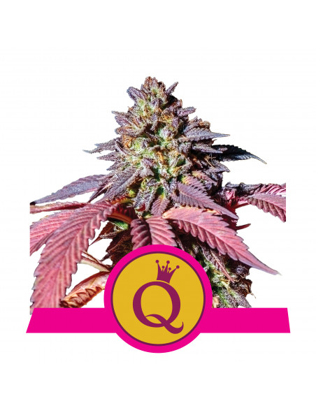 Purple Queen Feminizada USA - Royal Queen Seeds