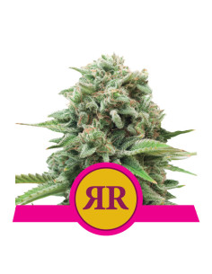 Royal Runtz Feminizada USA - Royal Queen Seeds