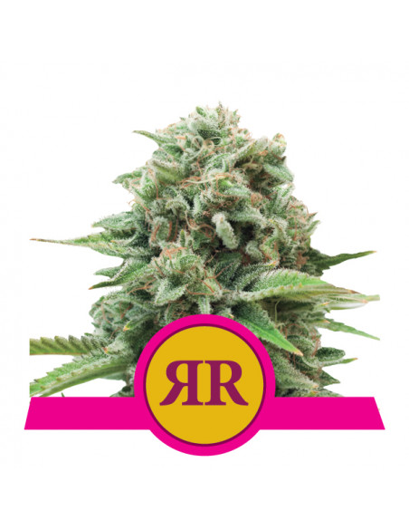 Royal Runtz Feminizada USA - Royal Queen Seeds