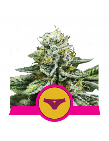 Sherbet Queen Feminizada USA - Royal Queen Seeds