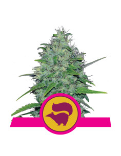 Skunk XL Feminizada - Royal Queen Seeds