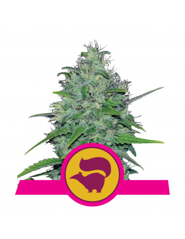 Skunk XL Feminizada - Royal Queen Seeds