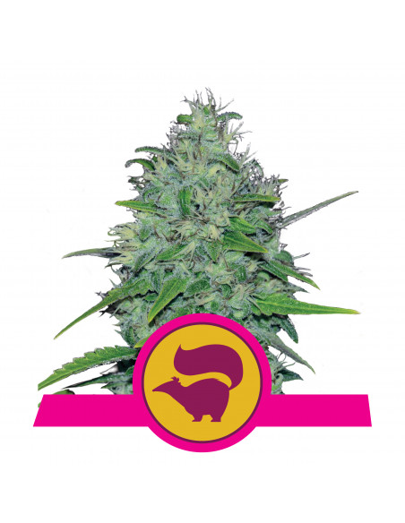 Skunk XL Feminizada - Royal Queen Seeds