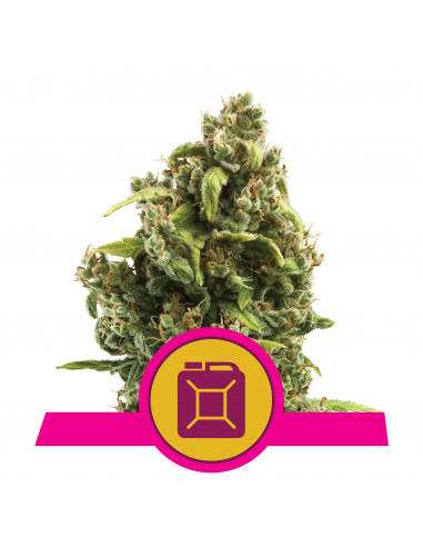Sour Diesel Feminizada - Royal Queen Seeds