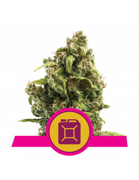 Sour Diesel Feminizada - Royal Queen Seeds