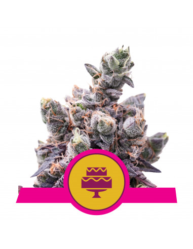 Wedding Gelato Feminizada USA - Royal Queen Seeds