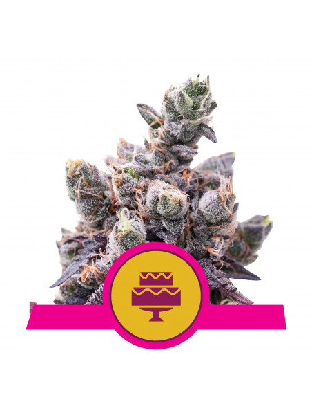 Wedding Gelato Feminizada USA - Royal Queen Seeds