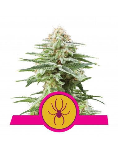 White Widow Feminizada - Royal Queen Seeds