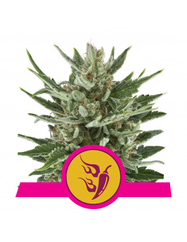 Speedy Chile (Fast Flowering) - Royal Queen Seeds