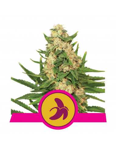 Fat Banana Feminizada USA - Royal Queen Seeds
