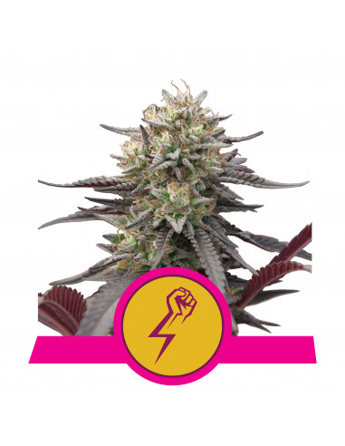 Green Crack Punch Feminizada USA - Royal Queen Seeds