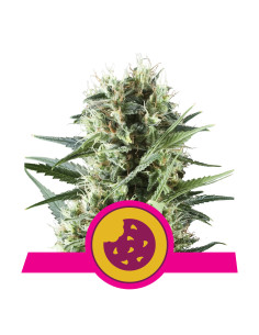 Royal Cookies Feminizada USA - Royal Queen Seeds