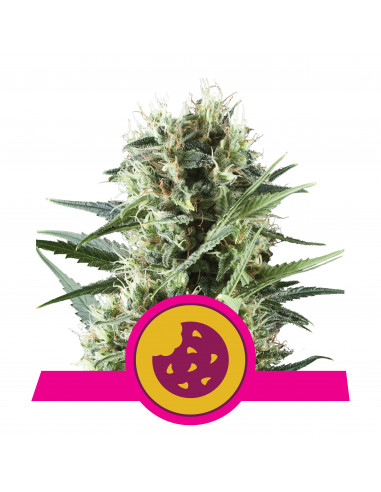 Royal Cookies Feminizada USA - Royal Queen Seeds