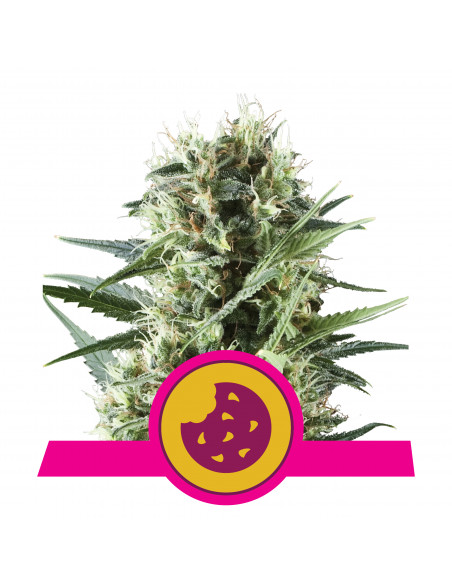 Royal Cookies Feminizada USA - Royal Queen Seeds