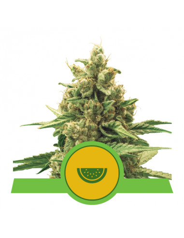 Watermelon Auto USA - Royal Queen Seeds