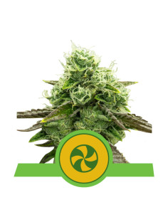 Sweet ZZ Auto USA - Royal Queen Seeds