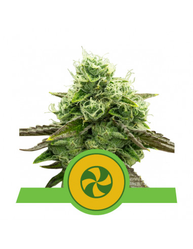 Sweet ZZ Auto USA - Royal Queen Seeds