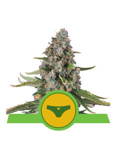 Sherbet Queen Auto USA - Royal Queen Seeds