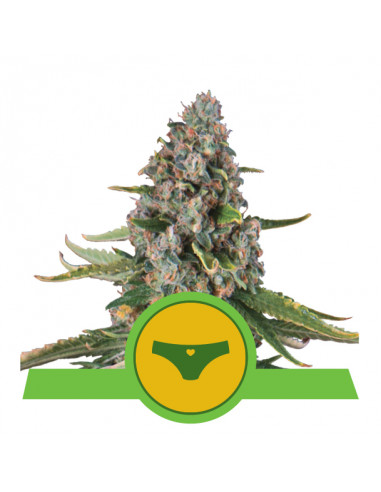 Sherbet Queen Auto USA - Royal Queen Seeds