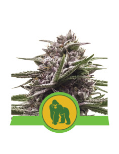 Royal Gorilla Auto USA - Royal Queen Seeds