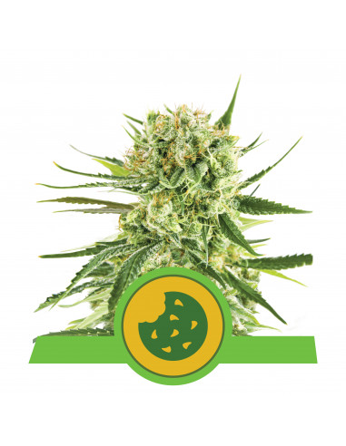 Royal Cookies Auto USA - Royal Queen Seeds