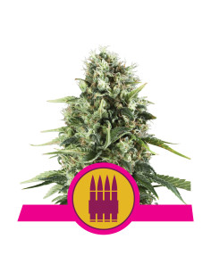 Royal AK Feminizada - Royal Queen Seeds