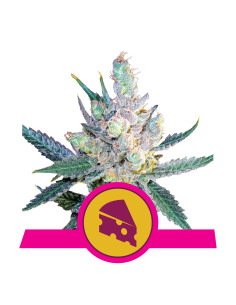 Royal Cheese (Fast Flowering) - Royal Queen Seeds