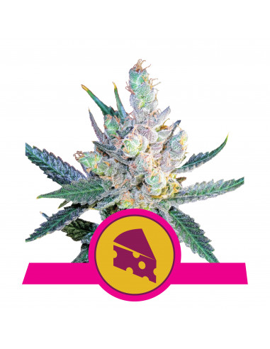Royal Cheese (Fast Flowering) - Royal Queen Seeds