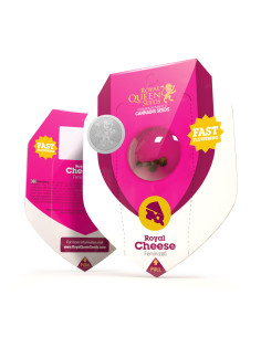 Royal Cheese (Fast Flowering) - Royal Queen Seeds 2