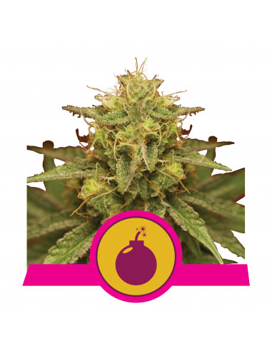 Royal Domina Feminizada - Royal Queen Seeds