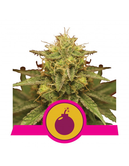 Royal Domina Feminizada - Royal Queen Seeds